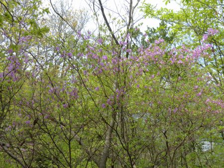 コバノミツバツツジ