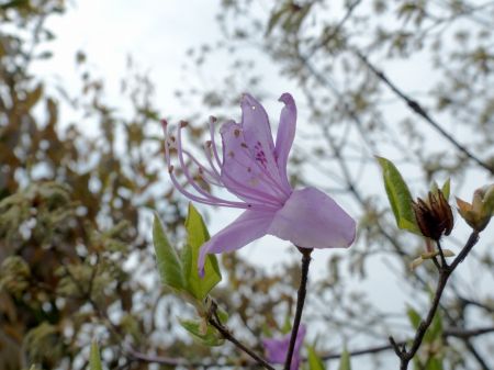 コバノミツバツツジ