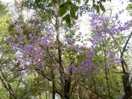 コバノミツバツツジ