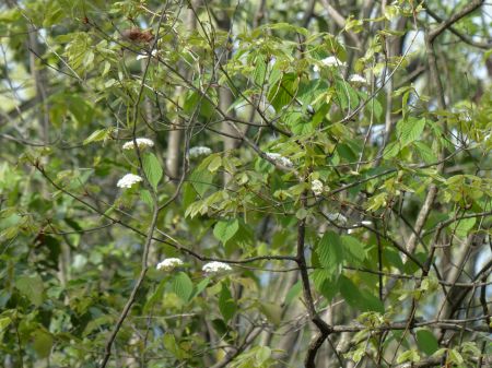 コバノガマズミ