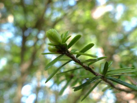 ツガの新芽
