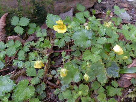 ハイキジムシロ