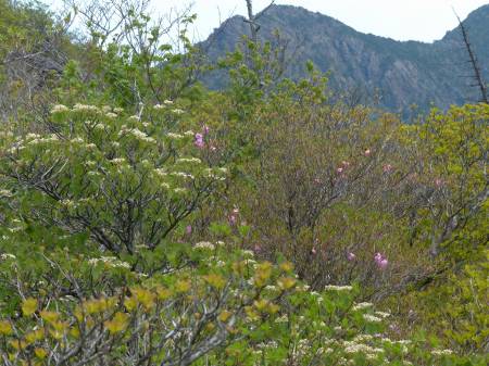 アケボノツツジ