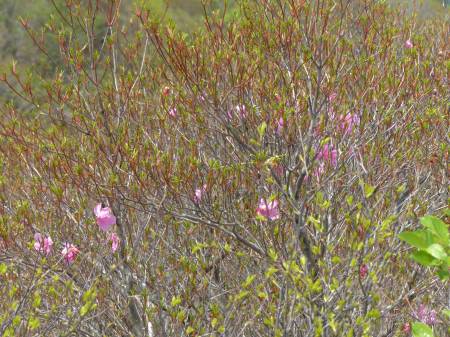 アケボノツツジ