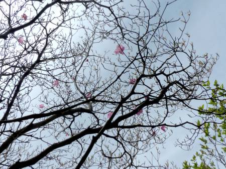 アケボノツツジ