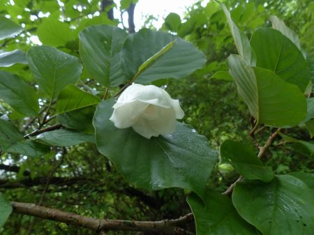 オオヤマレンゲ