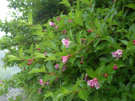 ツクシヤブウツギ