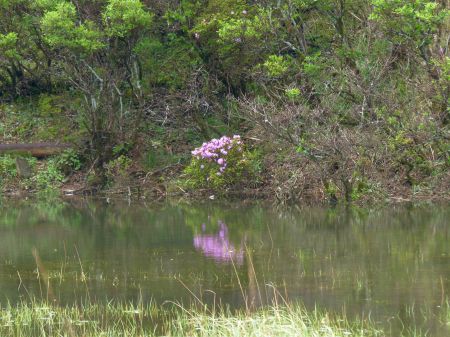 ミヤマキリシマ