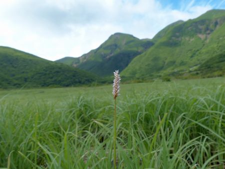 イブキトラノオ