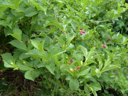 ツクシヤブウツギ