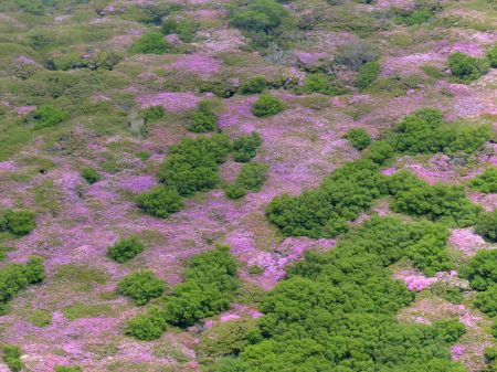 ミヤマキリシマ