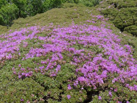 ミヤマキリシマ