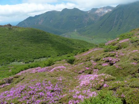 ミヤマキリシマは今イチ