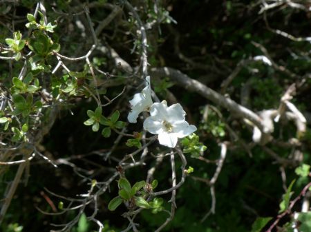 ミヤマキリシマ