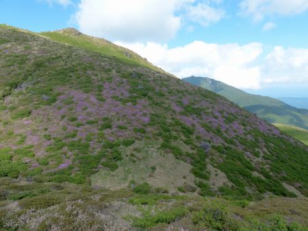 ミヤマキリシマ