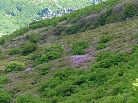 ミヤマヤキリシマ