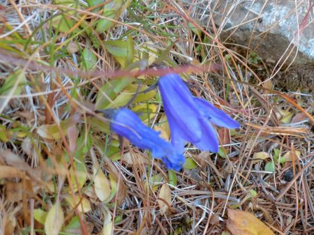 チシマギキョウ