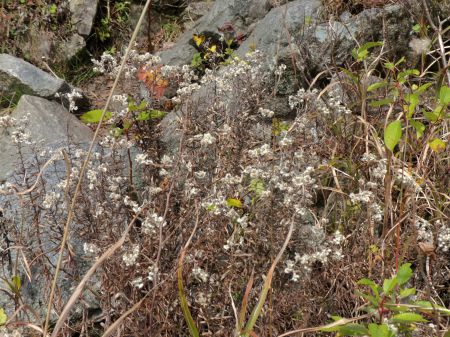 ホソバノヤマハハコ