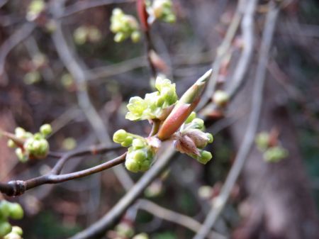 クロモジ？シロモジ？