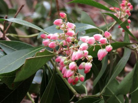 アケボノアセビ