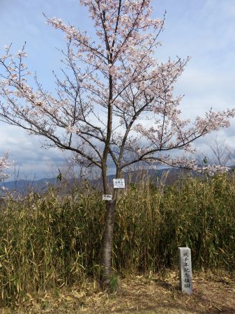 弐千年記念植樹