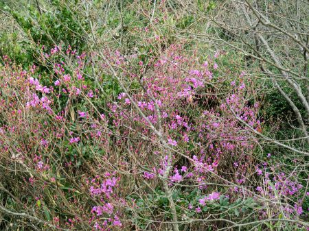 コバノミツバツツジ