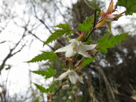 ナガバモミジイチゴ