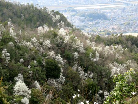 タムシバ満開！