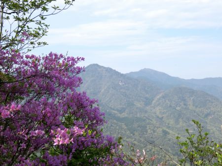 コバノミツバツツジ