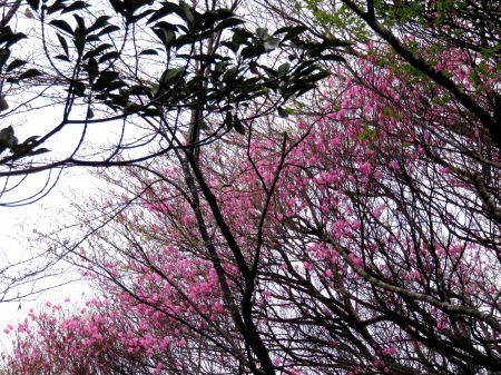 アケボノツツジ