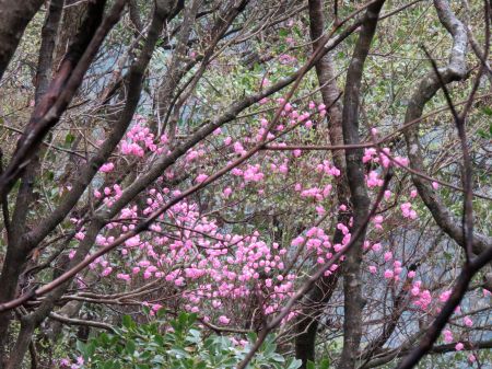 アケボノツツジ