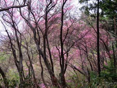 アケボノツツジ