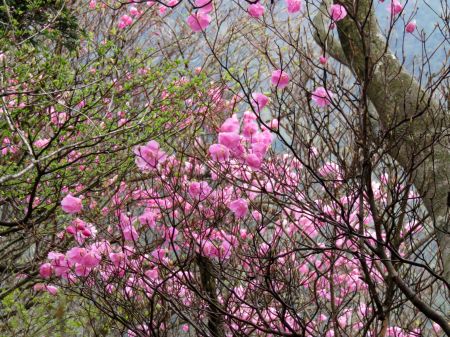 アケボノツツジ