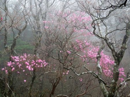 アケボノツツジ