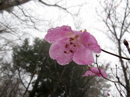 アケボノツツジ