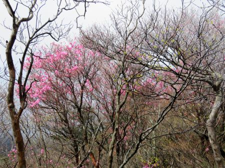 アケボノツツジ