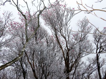 アケボノツツジ