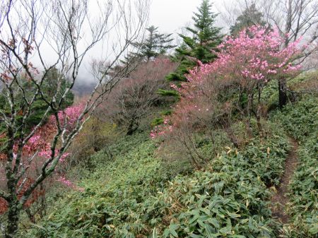 アケボノツツジ