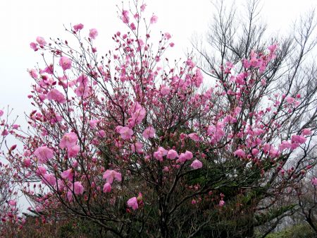 アケボノツツジ