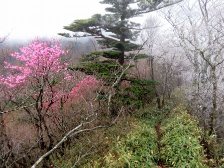 アケボノツツジ