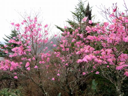 アケボノツツジ