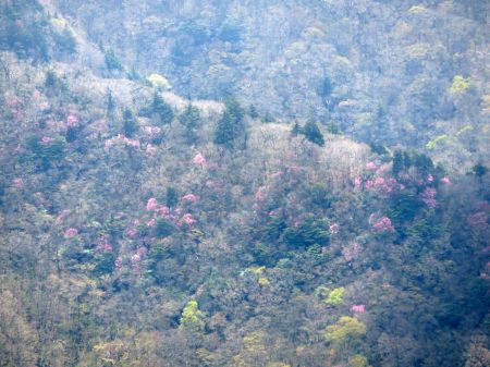 アケボノツツジ