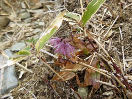 ショウジョウバカマ