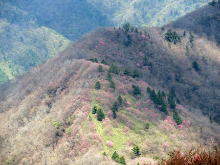 アケボノツツジ