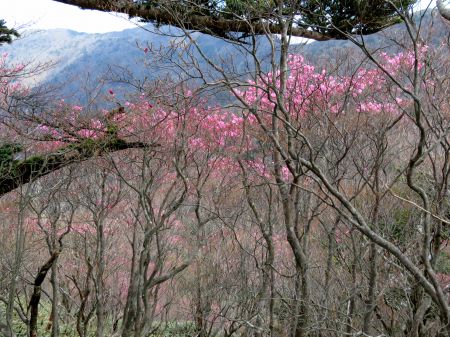 アケボノツツジ