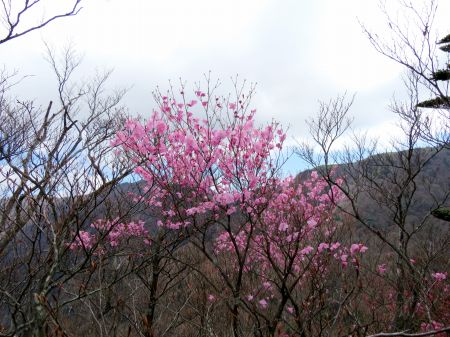 アケボノツツジ