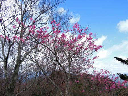 アケボノツツジ