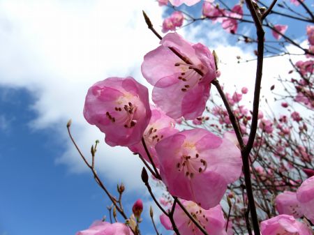 予定外のアケボノツツジ