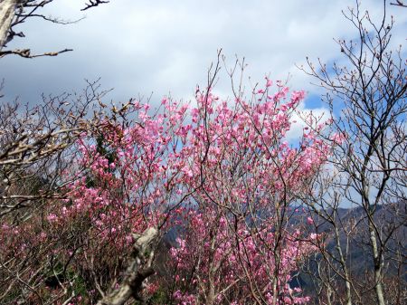 アケボノツツジ