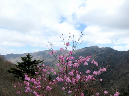 アケボノツツジ